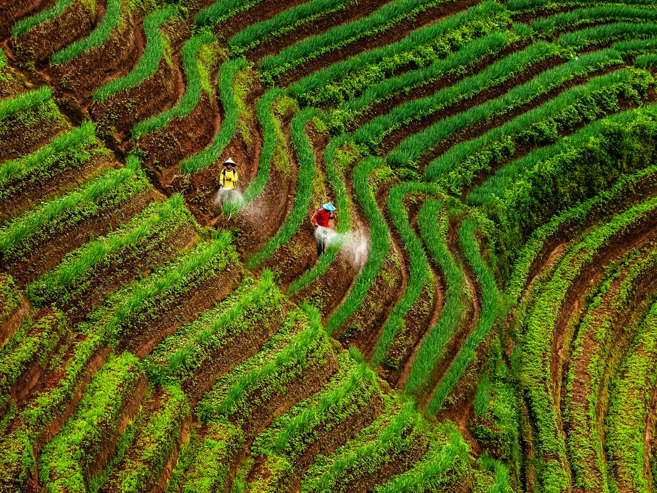 Two farmers work on lush green terraced fields in Majalengka, Indonesia, showcasing vibrant rural life.