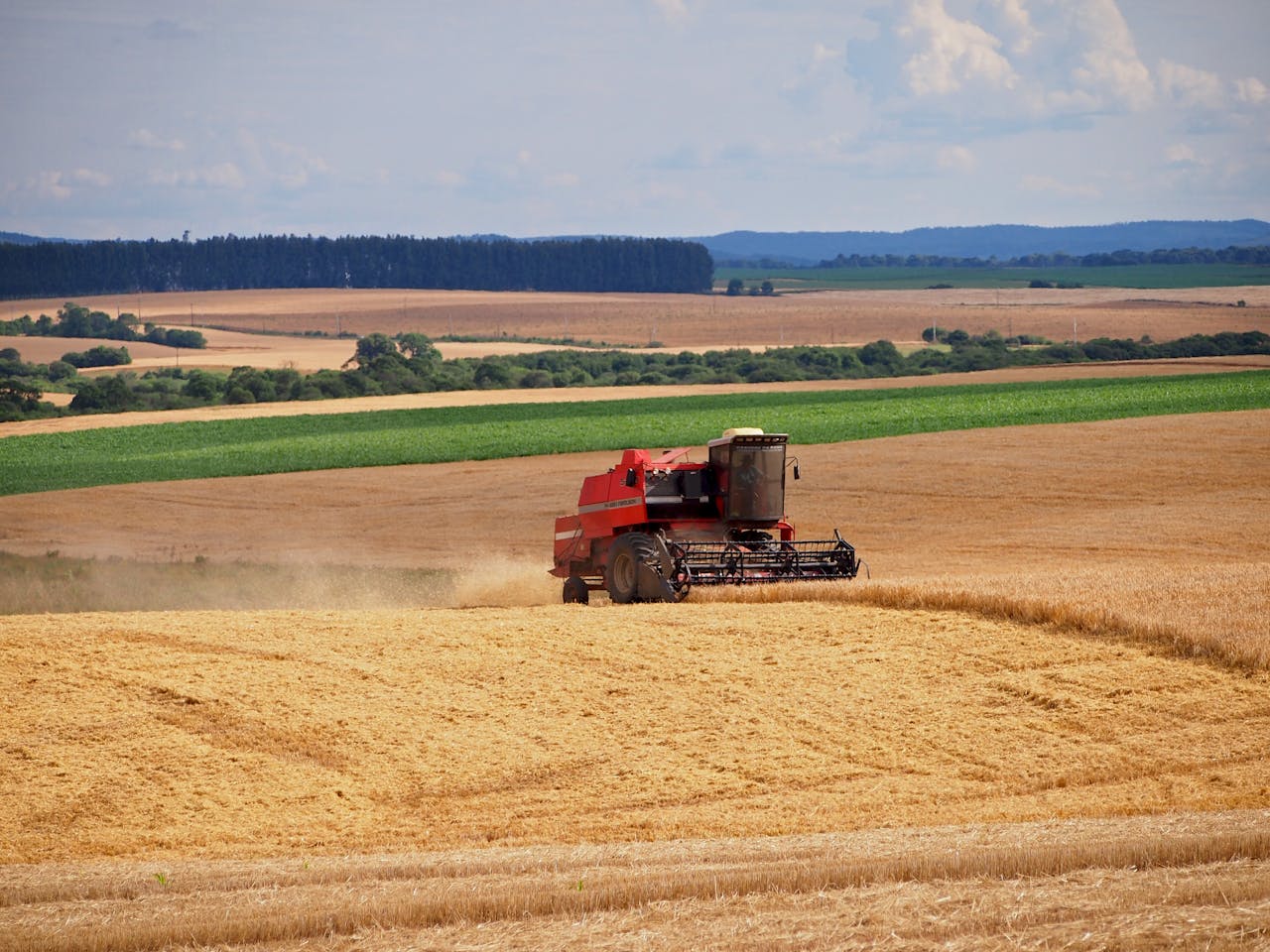 A red tractor harvesting wheat in the rural fields of Entre Rios, Brazil.